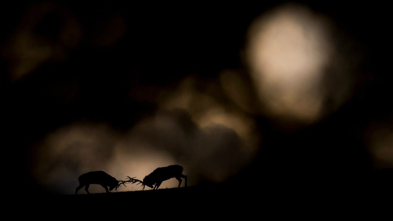 Wildlife Photographer of the Year winners