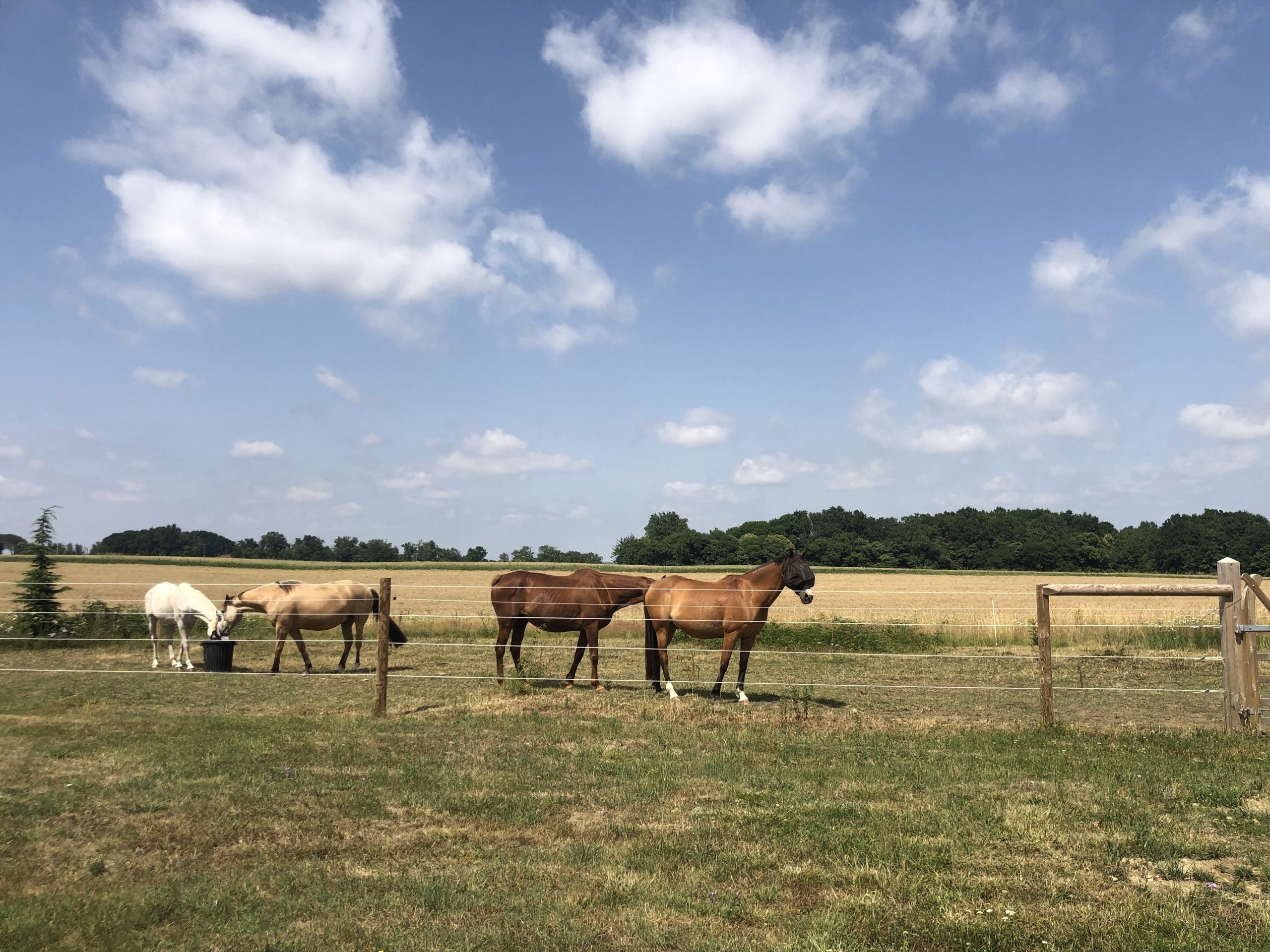 Grazing horses