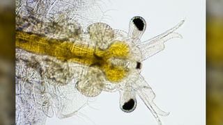 yellow and translucent closeup of brine shrimp eyes and antenna