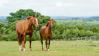 Little and large horse, both chestnut