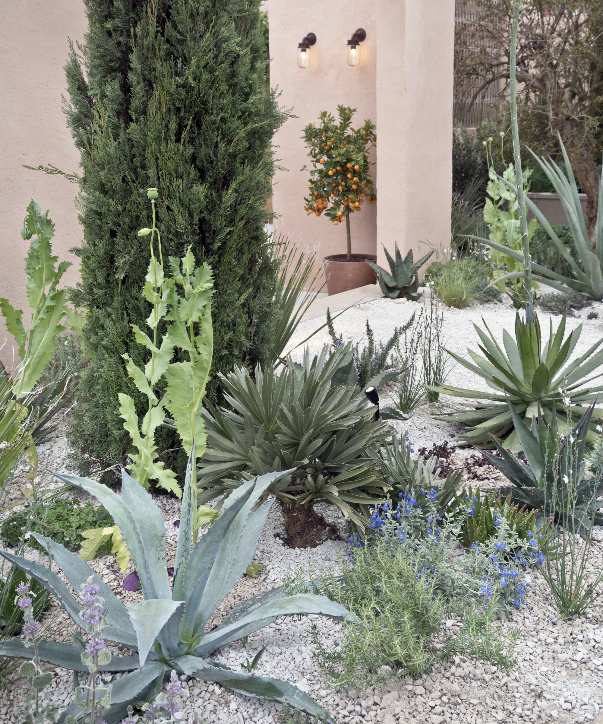 A gravel garden with agave, evergreen conifers, and small blue perennial flowers