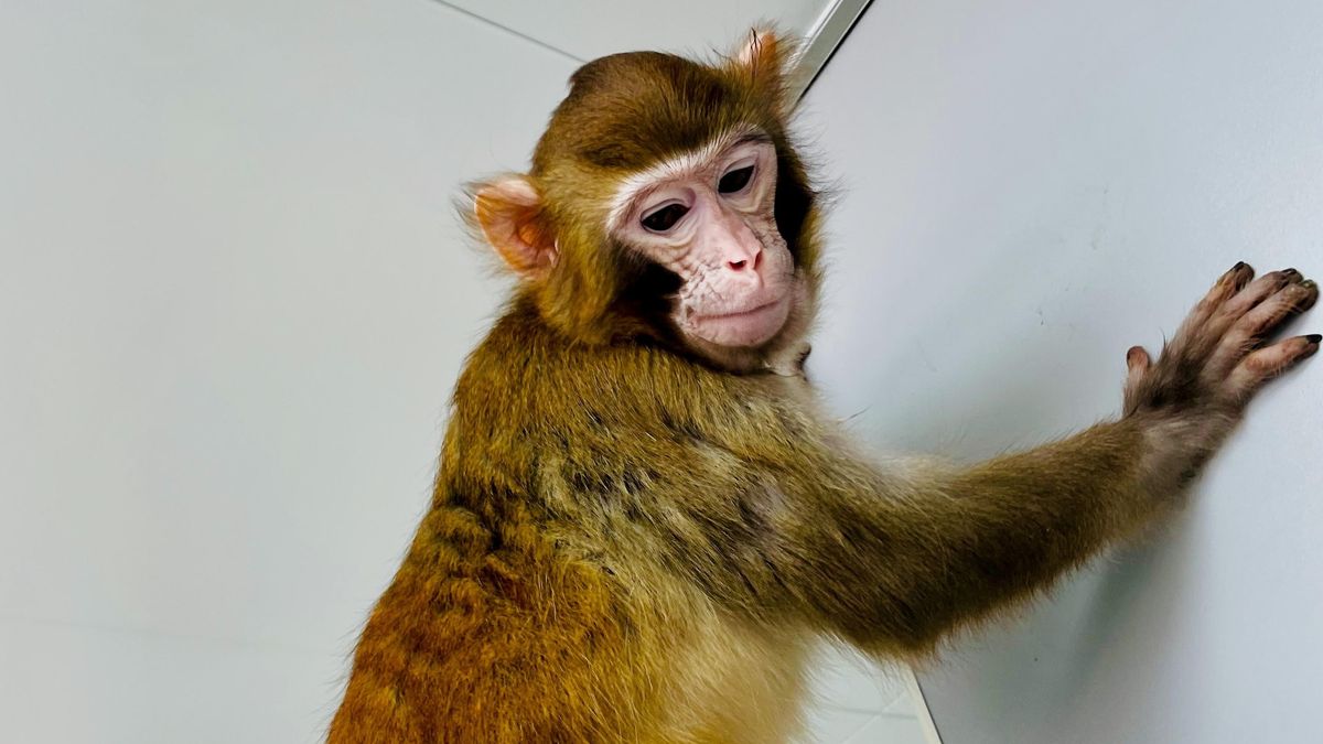 Meet ‘Retro’: The 1st ever cloned rhesus monkey to survive more than a day