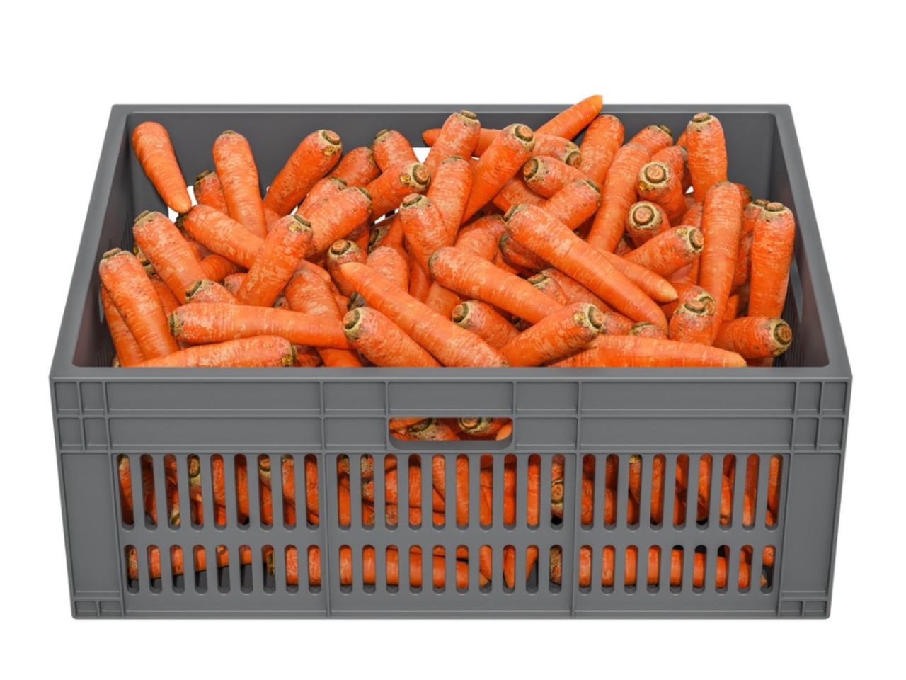 A Basketful Of Carrots For Storing