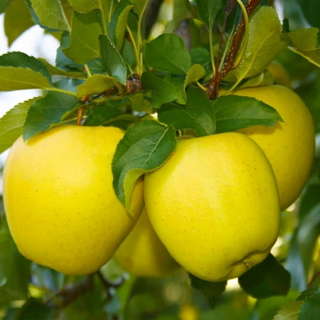 Brighter Blooms - Dorsett Golden Apple Tree, 4-5 Ft. - No Shipping to Az, Ca, Id, Or, Wa