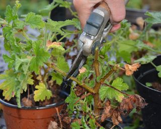 Cutting back geranium stems using secateurs before winter storage