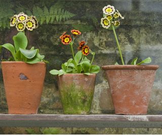 Terracotta pots with flowers