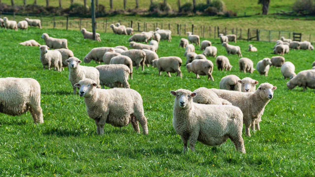 A group of sheeps 