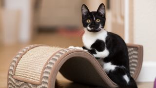 A kitten rests on a scratching cat toy indoors.