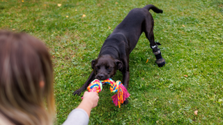 Owner playing tuggy with black dog