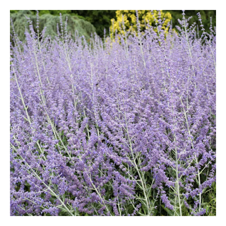 A patch of Russian sage