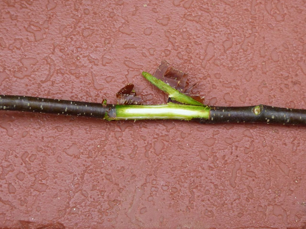 Twig Cut Open Showing Bright Green Inside