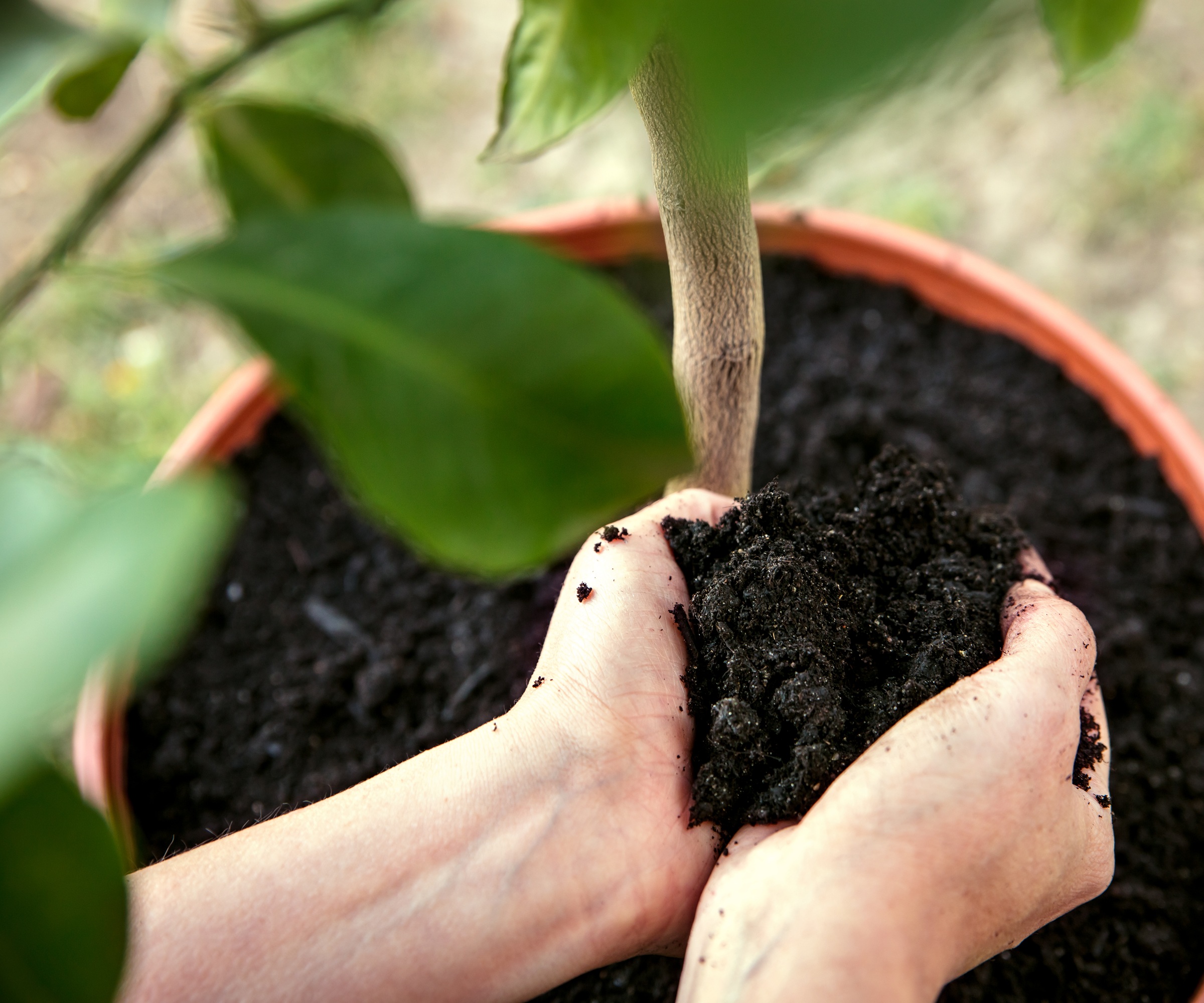 Repotting lemon tree