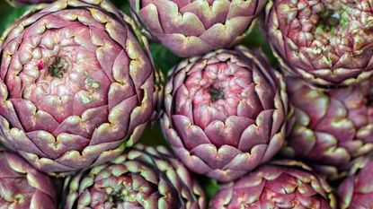 harvest of Purple de Provence globe artichokes: key vegetables to plant in March