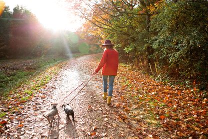 Autumn walk