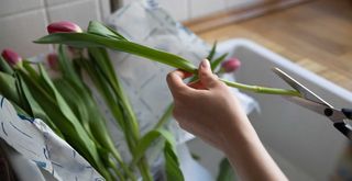 Person cutting flower stems at an angle to increase the open surface area