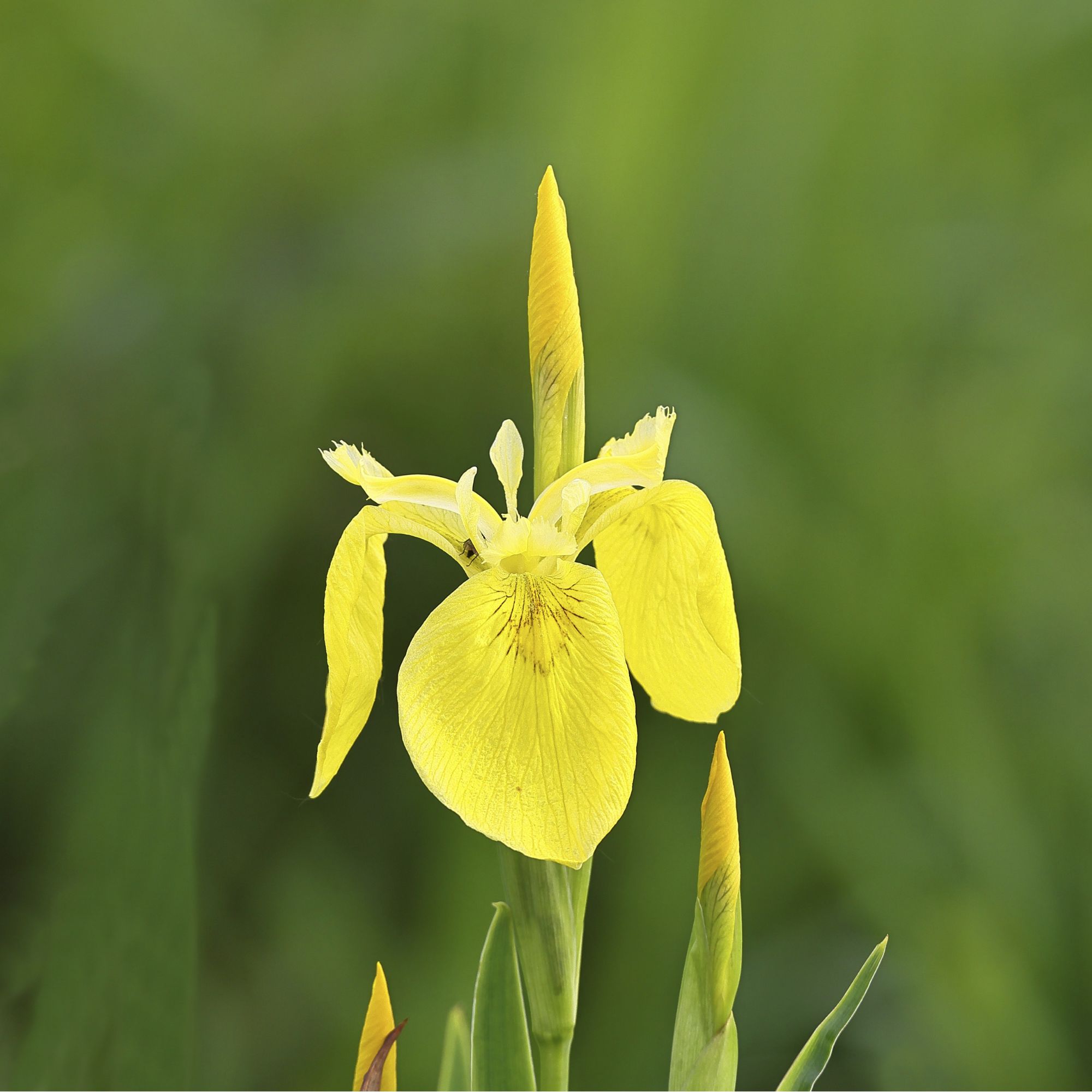 Marsh iris (Iris pseudacorus), yellow flower in a pond