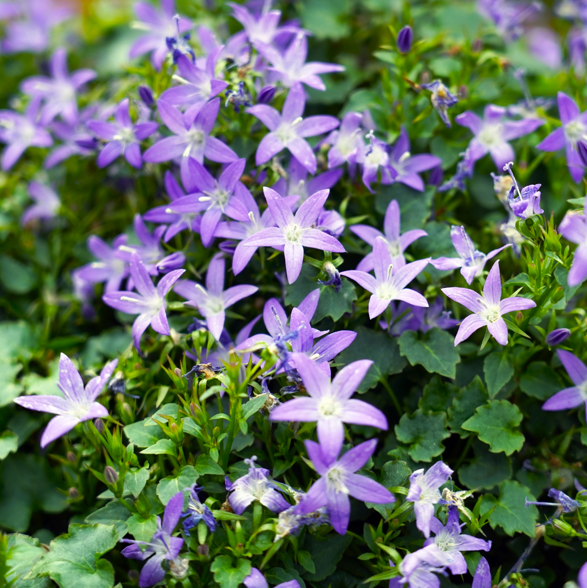 Campanula poscharskyana, commonly known as Serbian Bellflower, is a beautiful, low-growing, perennial plant that belongs to the Campanulaceae family. 
