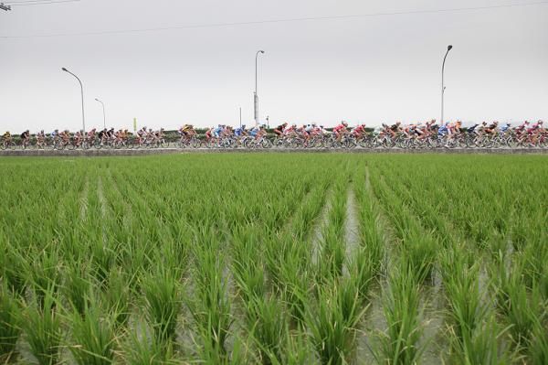 Rice!