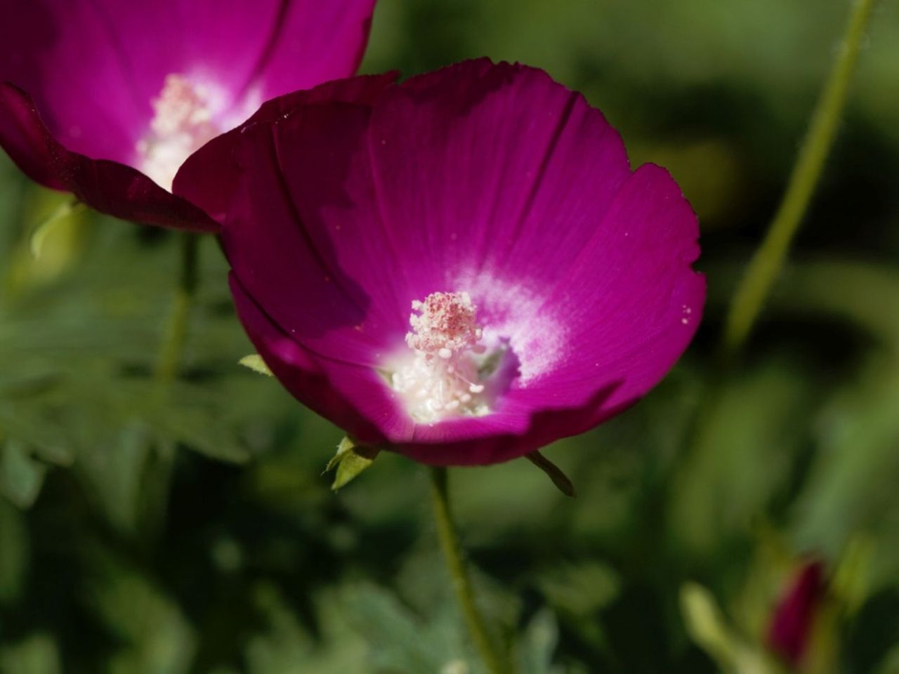 Winecup Wildflowers