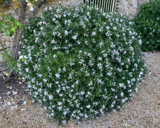 Daphne x transatlantica ‘Eternal Fragrance’ evergreen shrub in flower