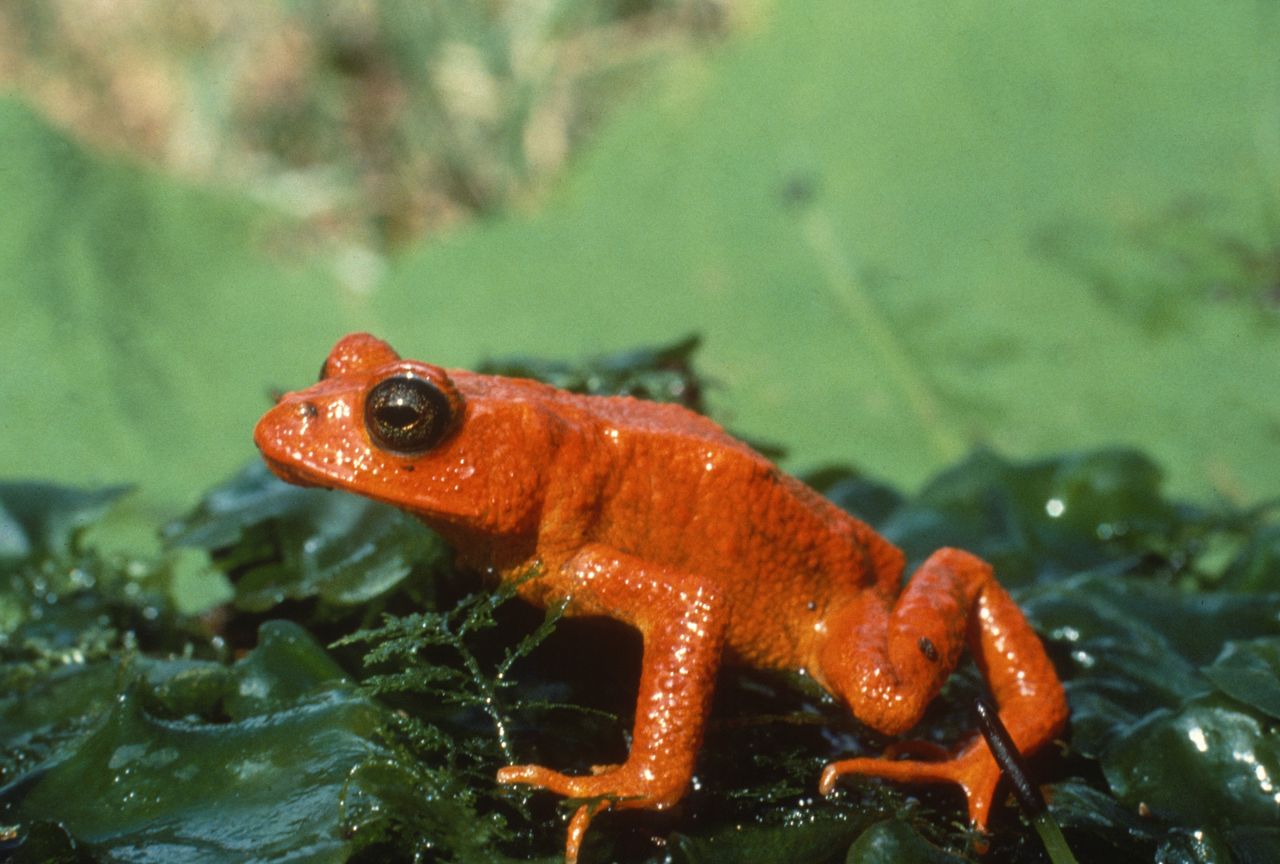 The last known photograph of the now extinct golden toad, taken in Costa Rica in 1978.