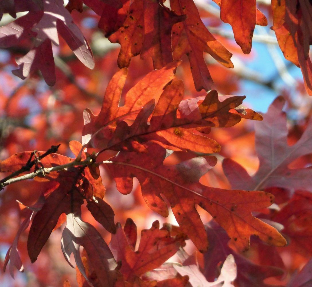 red leaves