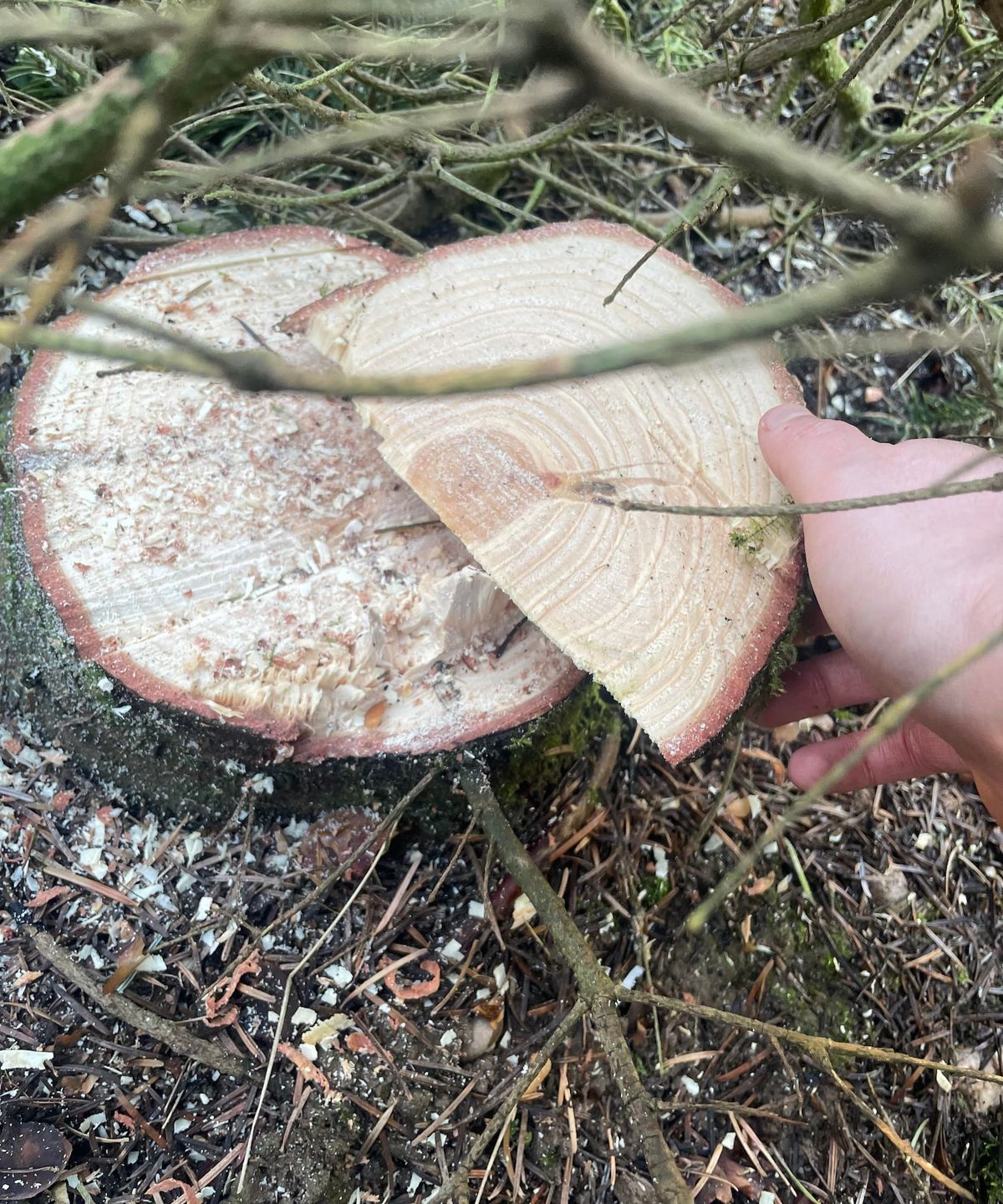 A wedge taken out of a tree trunk