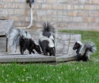 A family of skunks in a garden