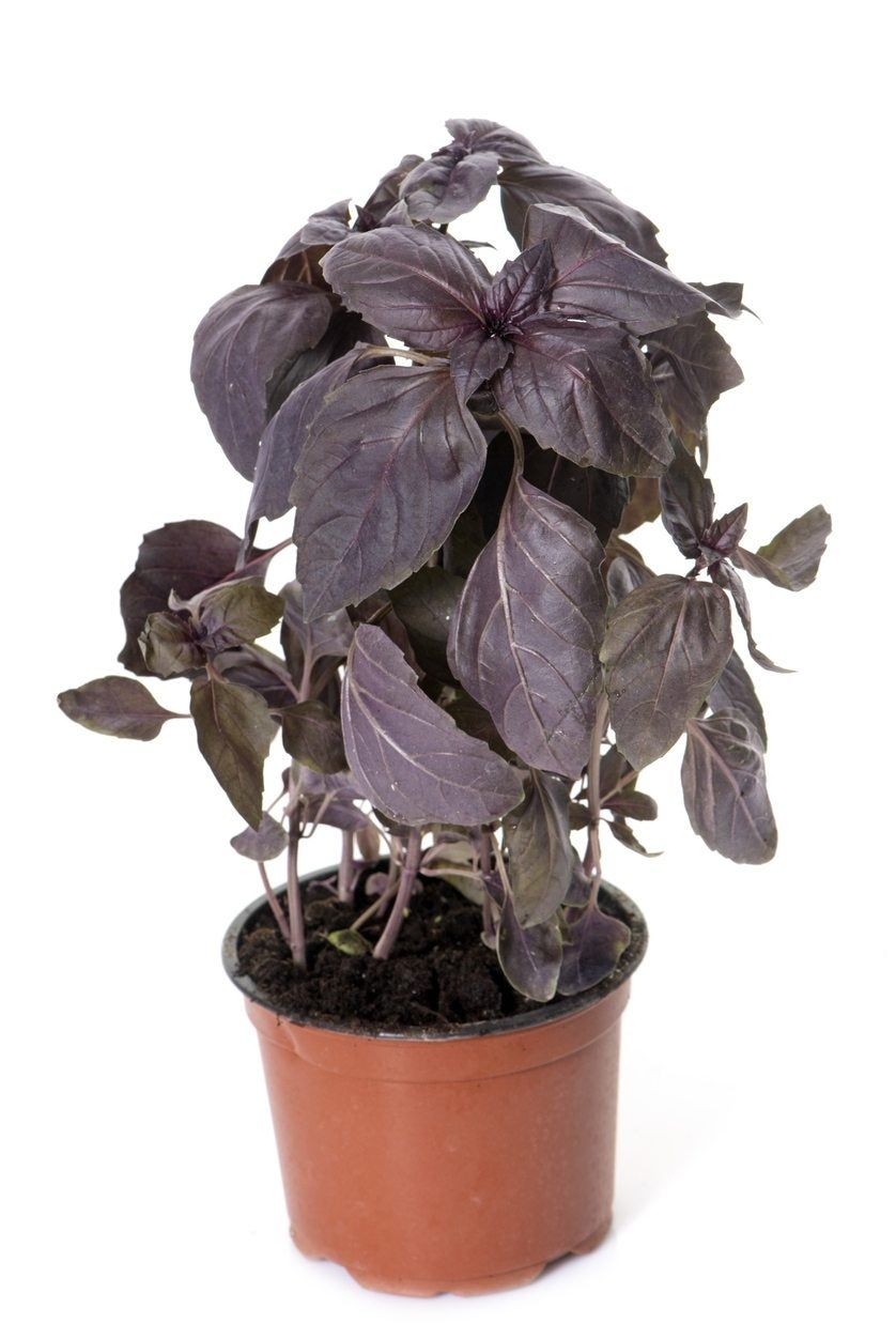 What Is Red Basil Learn About Growing Red Rubin Basil Herbs