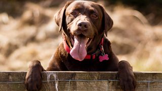 Medium dog breeds: Labrador retriever