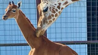 A mama and baby giraffe 