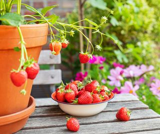 fruiting strawberry plant in a terracotta pot with a dish of fruits