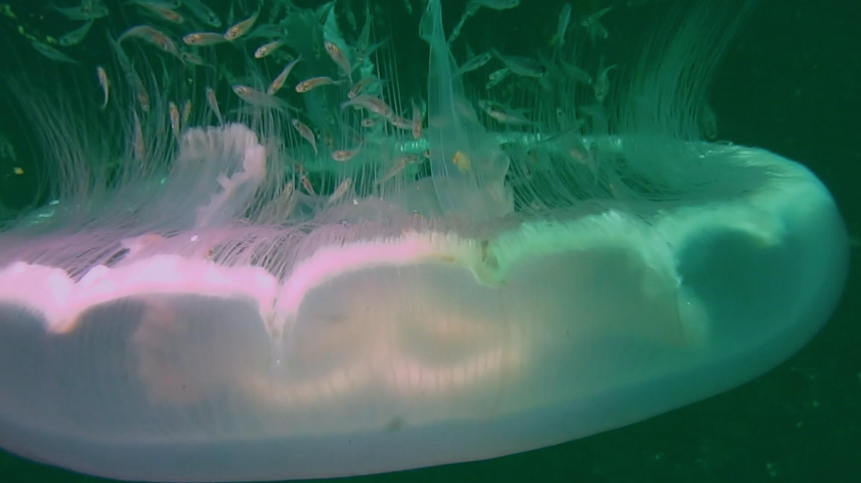 Primeval Underwater Forest