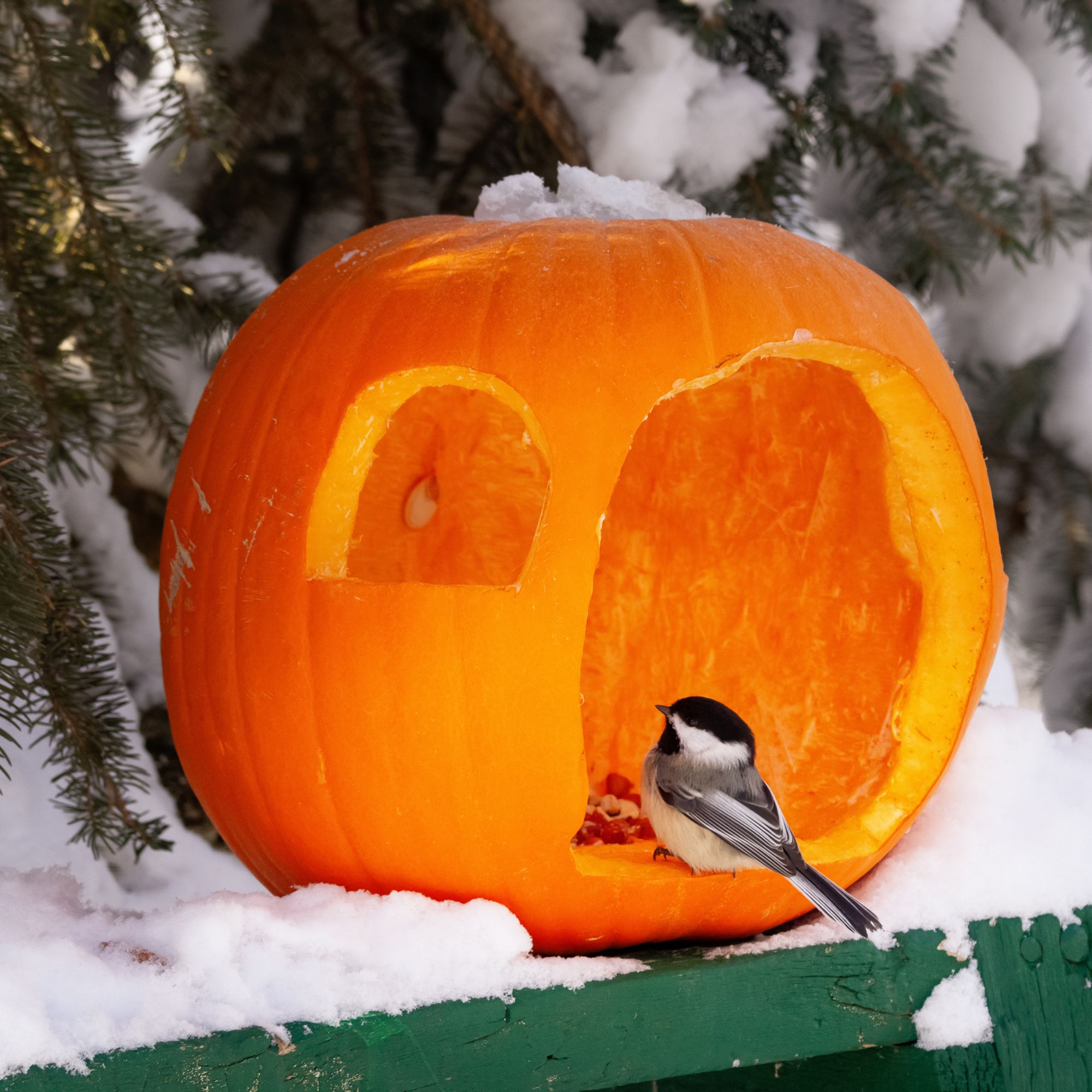 pumpkin bird feeder