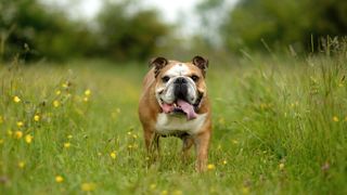 English Bulldog