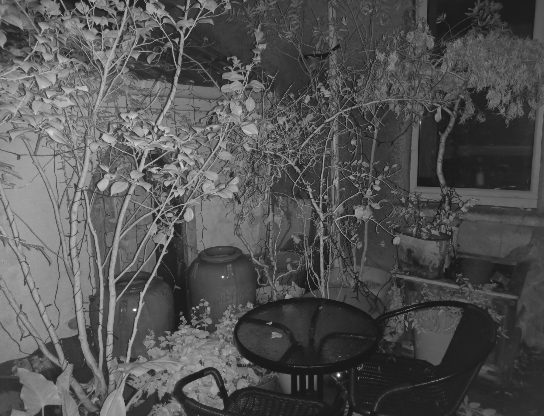 This is a black-and-white photo of an outdoor patio area with a small table and chairs surrounded by overgrown plants and large pots.