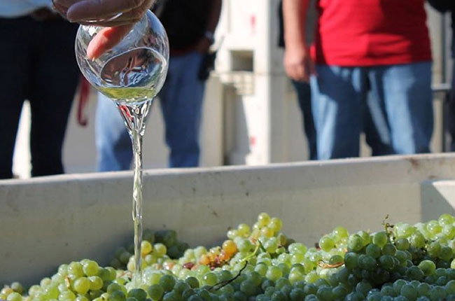 Wine poured over Sauvignon Blanc grapes at Stag&rsquo;s Leap Cellar&rsquo;s winery, Napa Valley