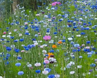 meadow flowers in garden