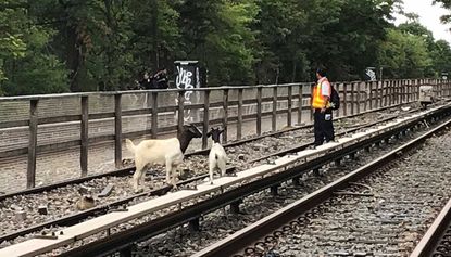 Comedian Jon Stewart has rescued two goats from New York railway tracks