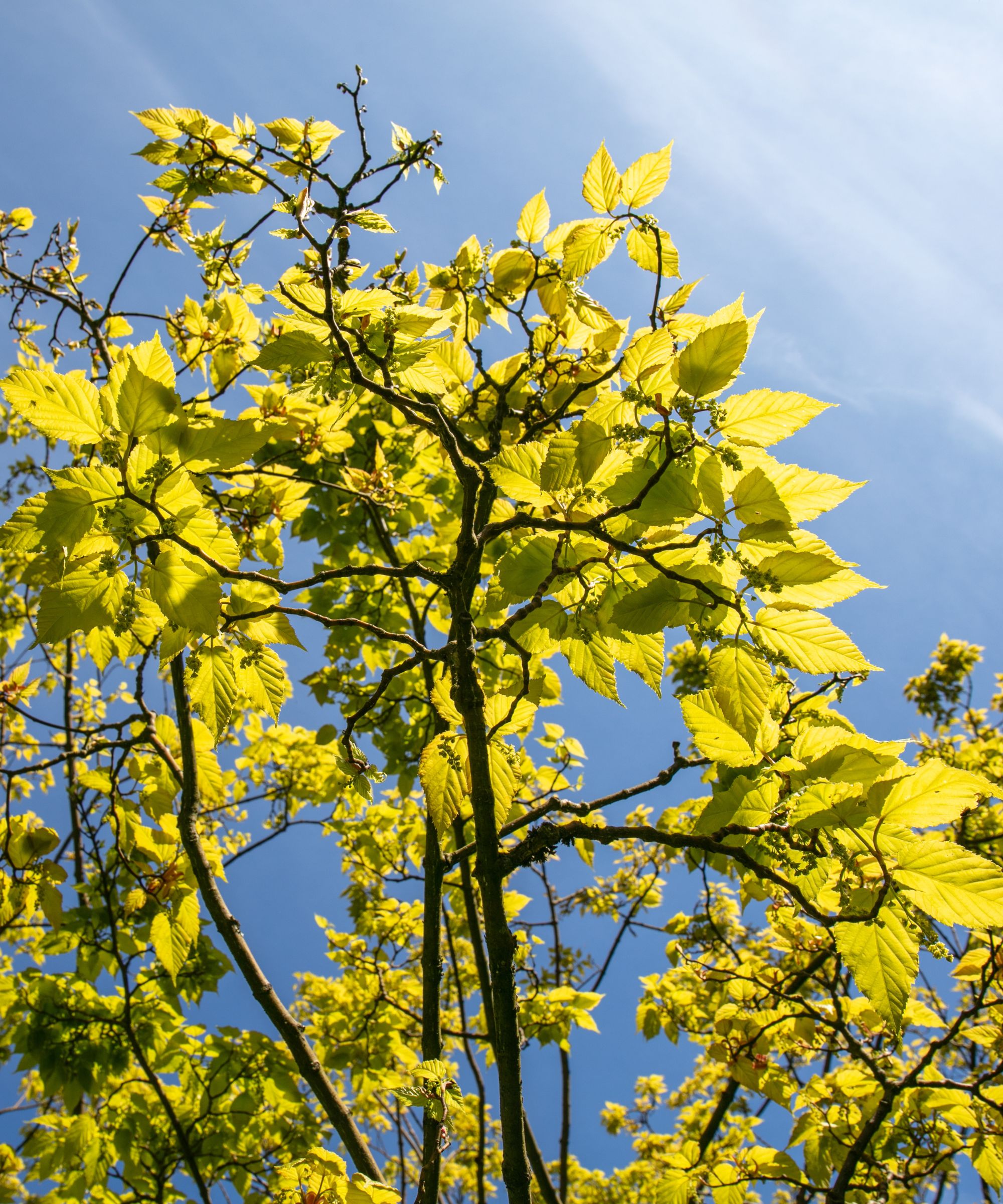 Mulberry tree against a blue sky