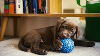 A chocolate lab puppy chews on a ball