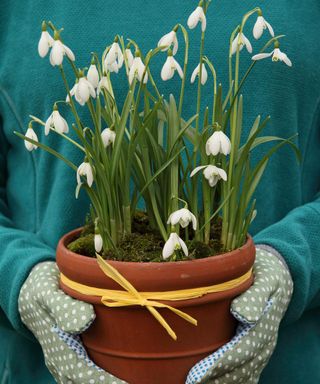Snowdrops growing in a terracotta pot