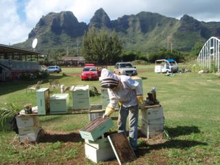 Beekeeping on Kauai, Hawaii, an island still free of the Varroa mite.