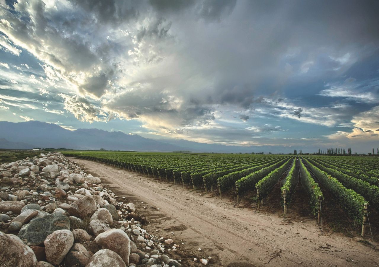 Cru Mendoza: Three terroirs where Argentine wine is being taken to new heights