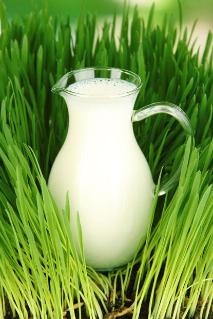 Glass Pitcher Full Of Milk In Long Green Grass