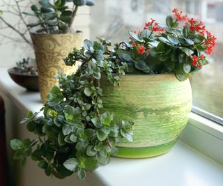 Red flaming Katy kalanchoe in green pot on windowsill