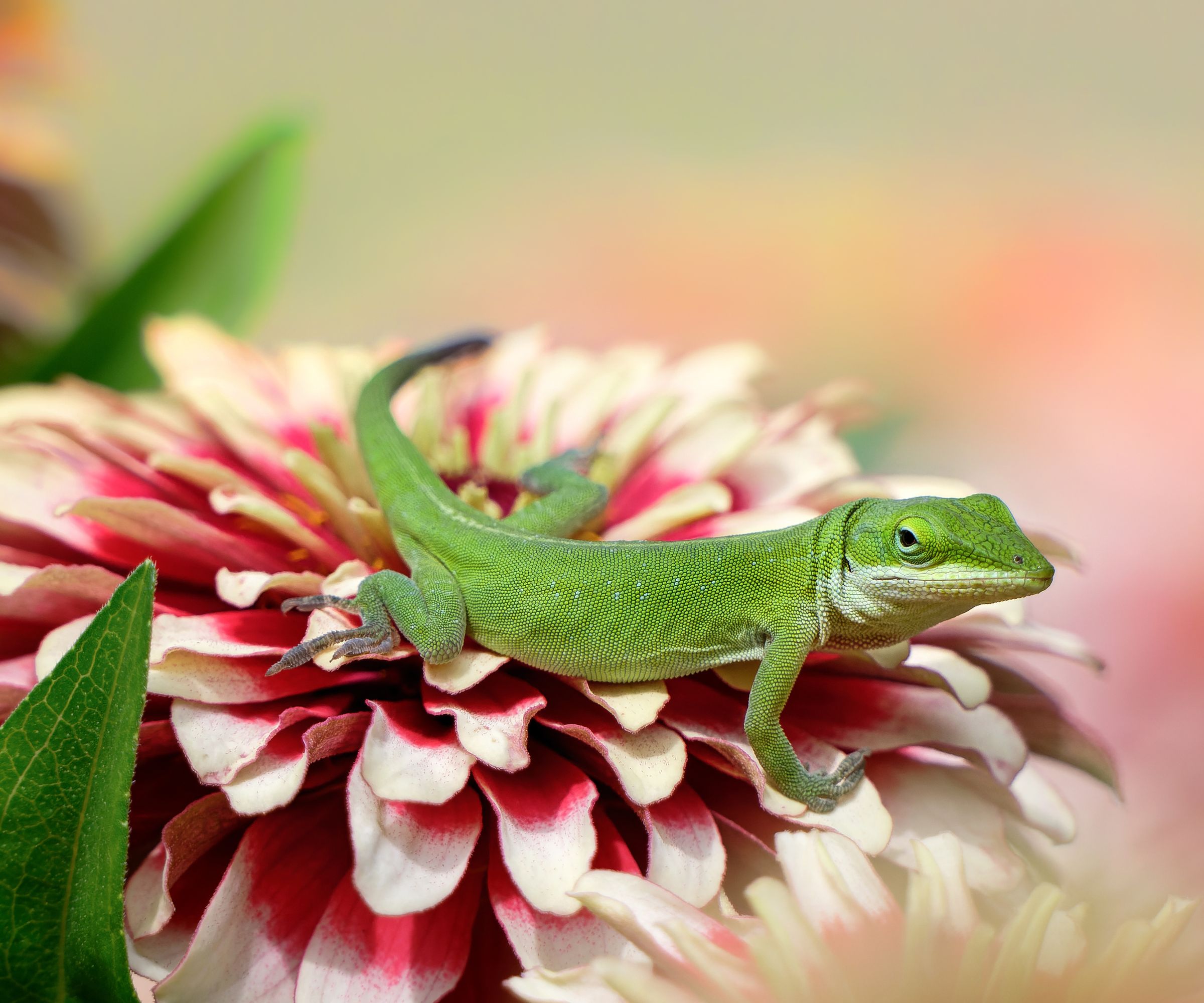 Green Anole or Carolina anole lizard preying on Zinnia flower in the garden. Natural soft pink and yellow background with copy space.