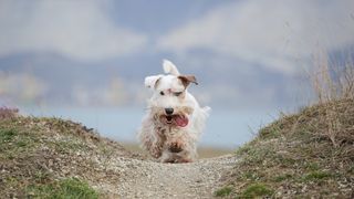 Sealyham terrier running along path