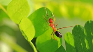 A red carpenter ant stretches to climb across bright green leaves.