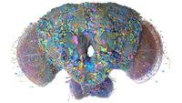 Fruit fly brain mapped
